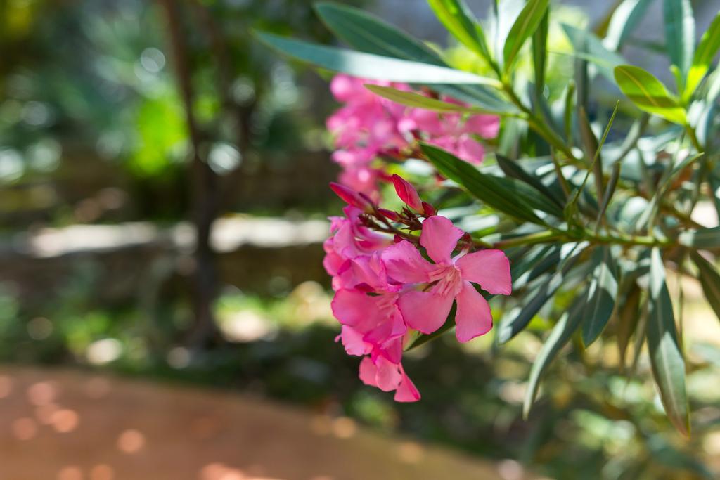 וולי לוסיניי Villa Alma מראה חיצוני תמונה